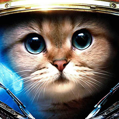 cat